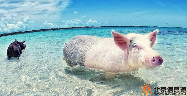 巴哈马游泳猪图片蹿红网络 猪会游泳冲浪讨食卖萌