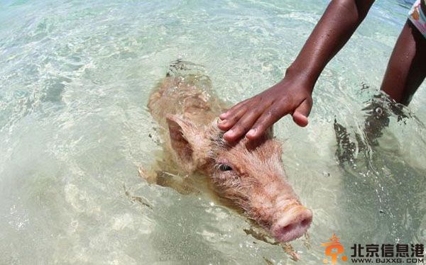巴哈马游泳猪图片蹿红网络 猪会游泳冲浪讨食卖萌