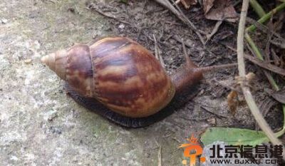 非洲大蜗牛入侵 到底能不能吃引发热议
