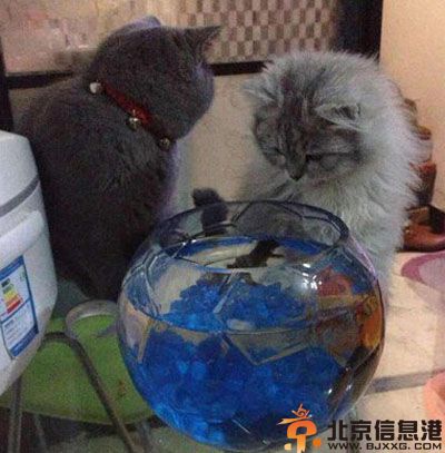 亮点图蛋蛋的忧伤 不带这么欺骗猴哥的