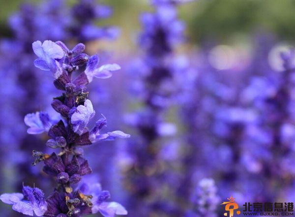 薰衣草花语解析 薰衣草种植方法介绍
