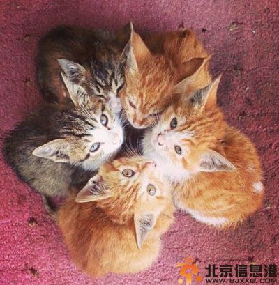搞笑图片看阿喵的拍照拼星星 友情就这样走到了尽头