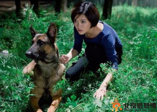 电视剧神犬奇兵分集剧情介绍演员表（1-38）全集大结局