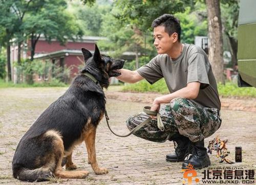 电视剧神犬奇兵分集剧情介绍演员表（1-38）全集大结局