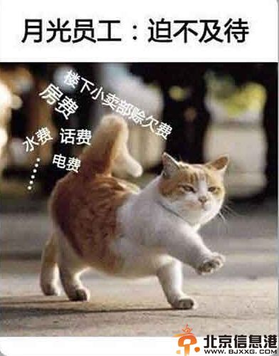 喵星人搞笑图片集 论阿喵脸大的悲剧