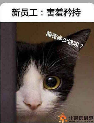 喵星人搞笑图片集 论阿喵脸大的悲剧