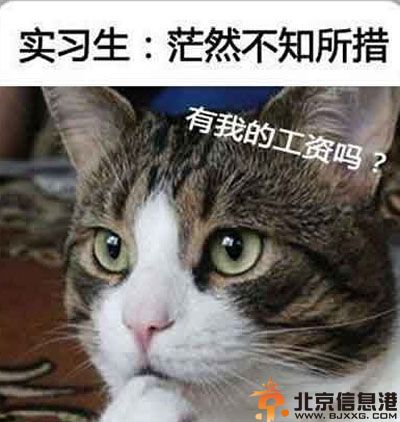 喵星人搞笑图片集 论阿喵脸大的悲剧