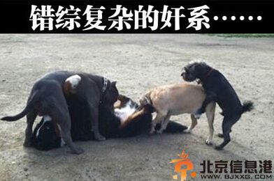 搞笑图片最快的减肥方法 喵星人教你一秒瘦身