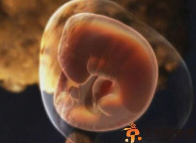 胎儿发育过程图片 胎儿发育全过程高清图文详解