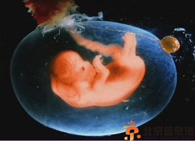 胎儿发育过程图片 胎儿发育全过程高清图文详解