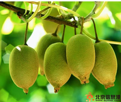 水果减肥法 告诉你吃什么水果最减肥