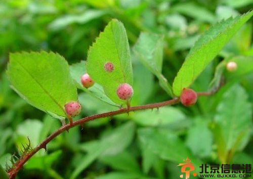 什么是理气药有哪些 理气药的作用与功效注意事项