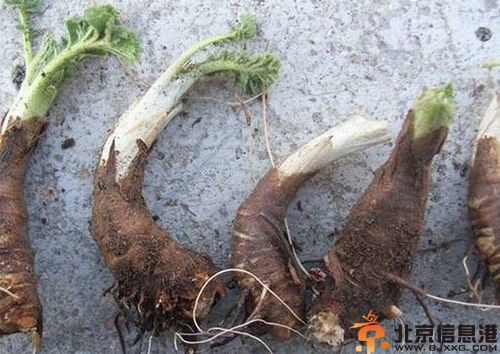 儿童驱虫药有哪些 驱虫药怎么吃注意事项