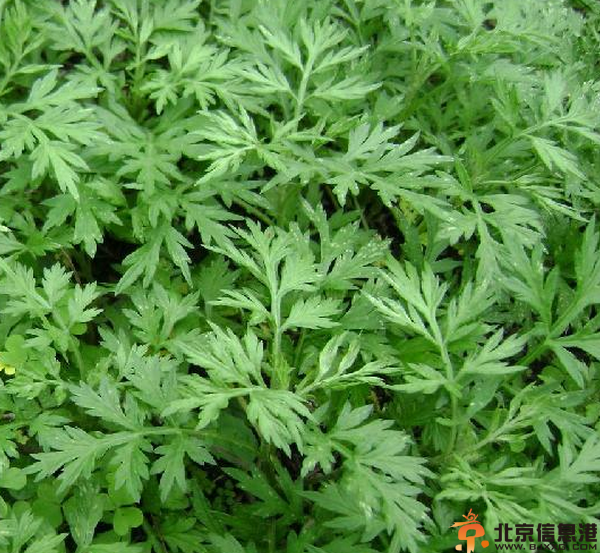 中草药大全功效和作用 盘点4种中草药功效