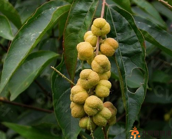 中草药大全功效和作用 盘点4种中草药功效