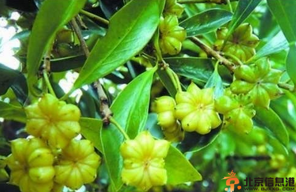 中草药大全功效和作用 盘点4种中草药功效