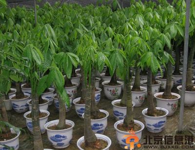 发财树叶子发黄怎么办 发财树的养殖方法多久浇一次水