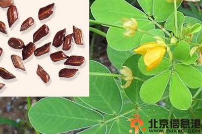 决明子的功效与作用及食用方法 清热明目润肠通便减肥食谱