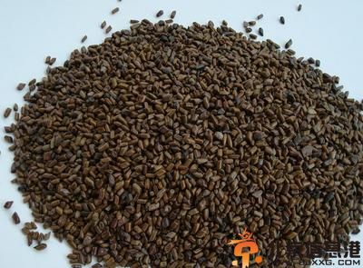 决明子的功效与作用及食用方法 清热明目润肠通便减肥食谱