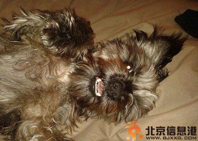 英国狗狗Scruff开豪车驾游艇图片曝光 狗界007微博网络走红