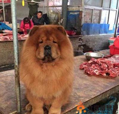搞笑图片看肉的阿汪很忧伤 一直不懂这货怎么穿衣服
