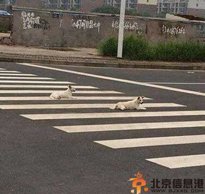 搞笑图片好惊悚的雪人 姚明牌狮子就是不一样