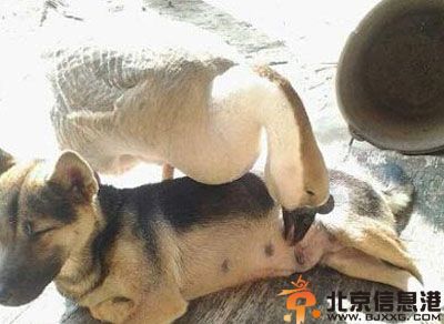 搞笑图片大和是个神奇的民族 不管拿着什么东西都很邪恶
