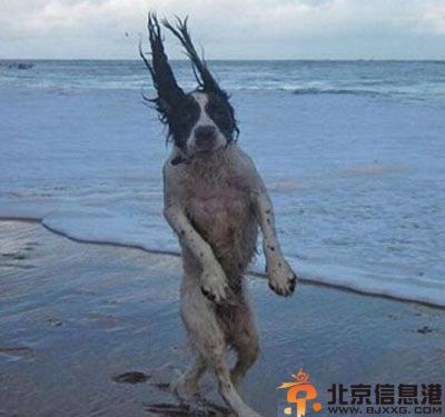 亮点图二逼狗儿伤不起 图解<a href='http://www.bjxxg.com/health/liangxing/' target='_blank'><u>男人</u></a>留长发的原因