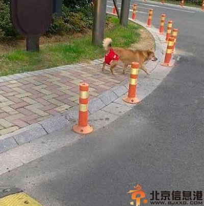 亮点图二逼狗儿伤不起 图解男人留长发的原因