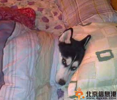 内涵笑话找媳妇的要求 女的就行这要求不低了