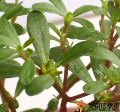 治疗糖尿病的中草药推荐 了解最简单糖尿病食疗法