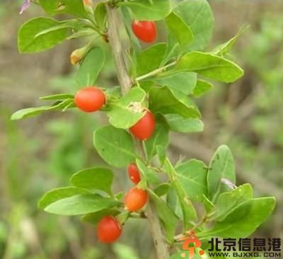 治疗糖尿病的中草药推荐 了解最简单糖尿病食疗法