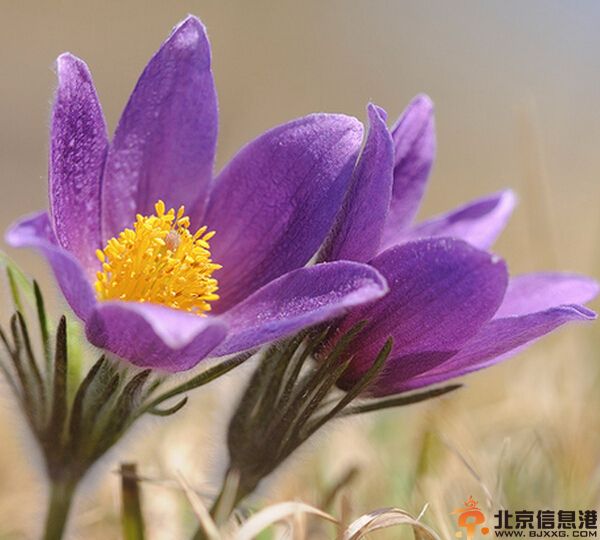 中草药白头翁的功效有哪些 盘点白头翁的功效与作用