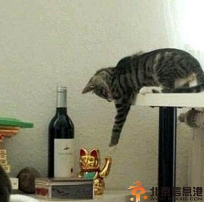 亮点图大型鸭厂急招 终于等着急招的一天了