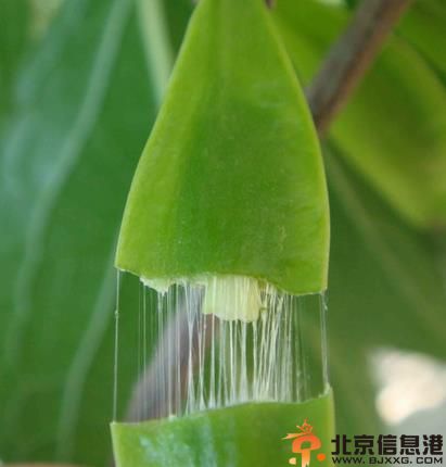 杜仲的功效与作用介绍 教你杜仲怎么吃最<a href='http://www.bjxxg.cn/health/' target='_blank'><u>健康</u></a>