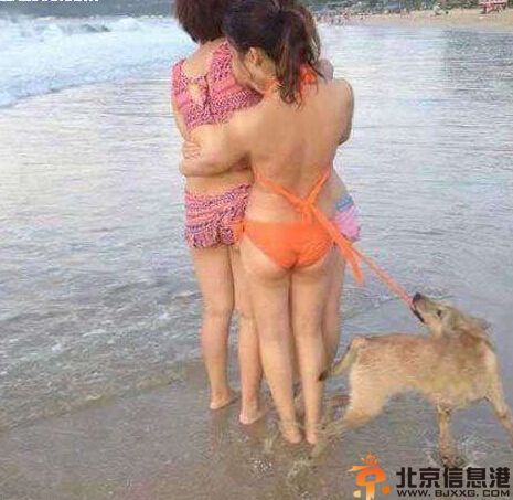搞笑图片就喜欢这样的汪星人 二汪你是在耍流氓你造吗