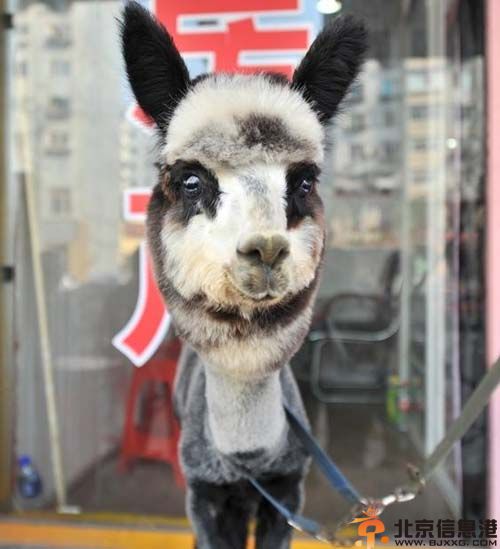 熊猫羊驼图片价格 沈阳女子10万元网购熊猫羊驼