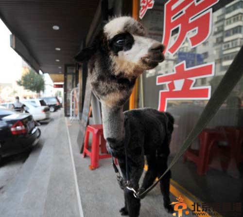 熊猫羊驼图片价格 沈阳女子10万元网购熊猫羊驼