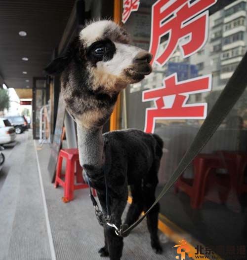 熊猫羊驼图片价格 沈阳女子10万元网购熊猫羊驼