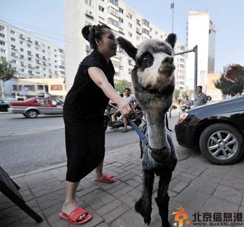 熊猫羊驼图片价格 沈阳女子10万元网购熊猫羊驼