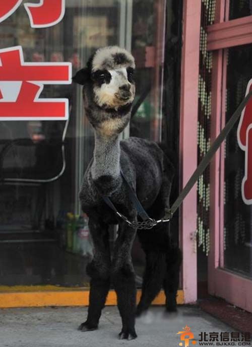 熊猫羊驼图片价格 沈阳女子10万元网购熊猫羊驼