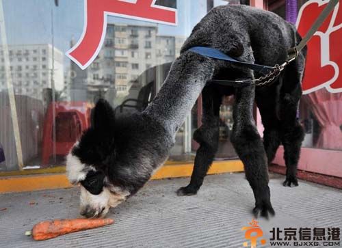 熊猫羊驼图片价格 沈阳女子10万元网购熊猫羊驼