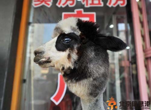 熊猫羊驼图片价格 沈阳女子10万元网购熊猫羊驼