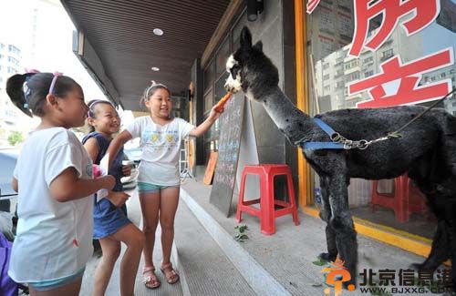 熊猫羊驼图片价格 沈阳女子10万元网购熊猫羊驼