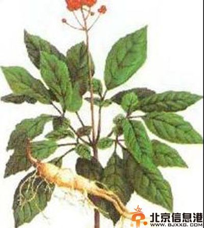 柴胡的功效与作用及禁忌 教你怎么用柴胡达到退热效果