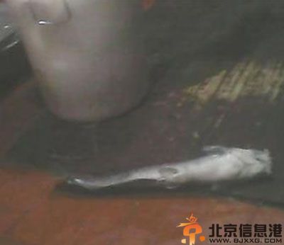 北京汉丽轩口水肉事件 菜刀铲垃圾死鱼仍上桌
