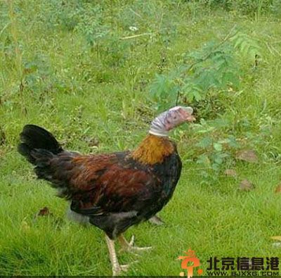 平胸妹纸的亮点图 妹纸那些bra真的都不适合你