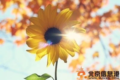 2014年狮子座运势预测全解析 注意事项破解方法