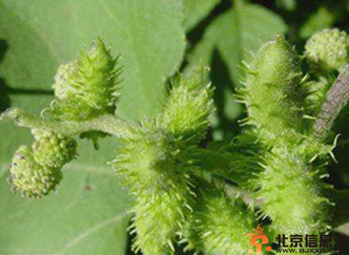 中草药苍耳草的功效有哪些 盘点苍耳草的功效和作用