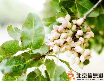 食用开心果的功效与作用及禁忌 详解开心果的营养价值